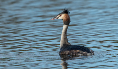 Great Crested Grebe Dancing
