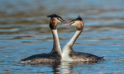 Great Crested Grebe Dancing 