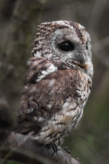 ritratto di Allocco (Strix aluco) su ramo