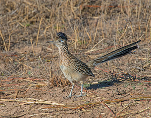 Roadrunner