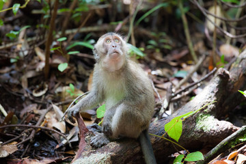 Wild long-tailed macaque in Bako national park forest