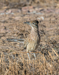 Roadrunner