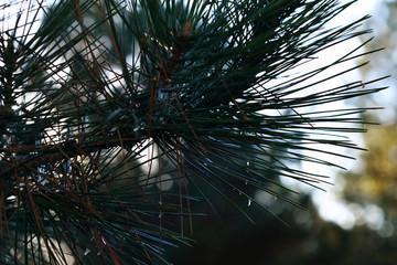 Obraz premium pine cones