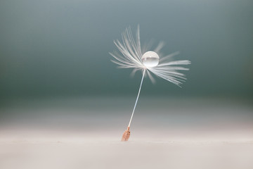 Water drop on dandelion seed.