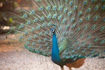 Obraz premium Beautiful of Peacock. Peacock tail-feathers the tail.