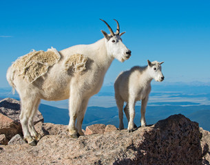 Mountain Goat in the Rockies