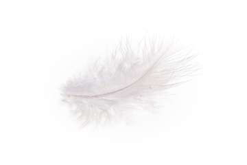 Fluffy feather close-up on white background.