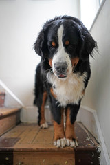 Bernese Mountain Dog standing on the landing on the staircase, looking down. The staircase in the process of renovation 