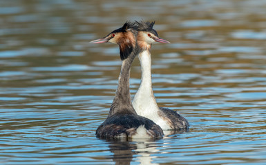 Great Crested Grebe Dancing