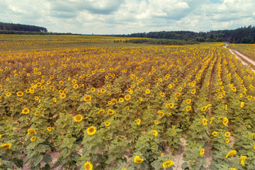 Fototapeta na wymiar Summer landscape with sunflowers. Beautiful sunflower field. Aerial view. Rural landscape. Nature background