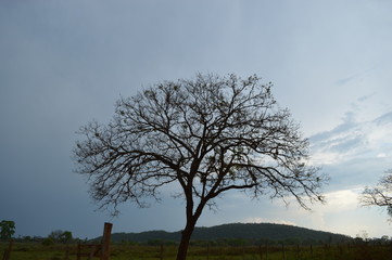 Tree without leaf and branches with aspects of dry