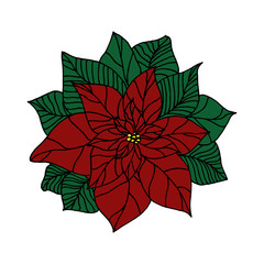 Christmas poinsettia flower. Colored, isolated on white background top view. Hand drawn icon