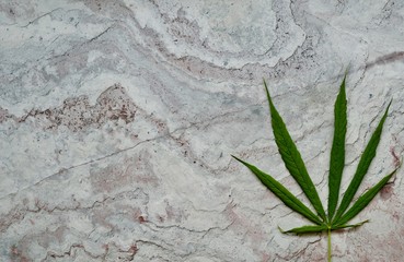 Marijuana leaves laid on marble slabs.