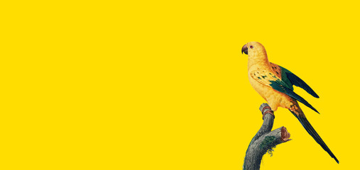 parrot on tree branch on minimalist yellow background