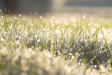 A portrait of wet and frozen grass during a sunrise in a garden. The dew is caused by molten frost. The grass was frozen during a cold winter night.