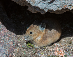 Pika
