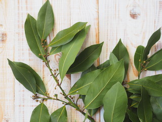Fototapeta premium Branch of dried bay leaf. Use in medicine and in the food industry. Organic food.