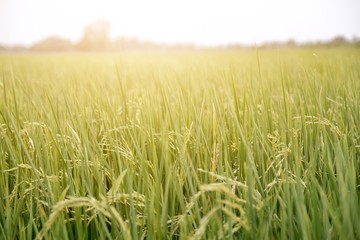 The rice grain  is near the harvest.