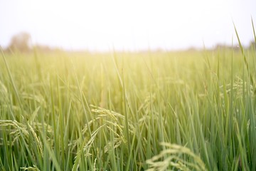The rice grain  is near the harvest.
