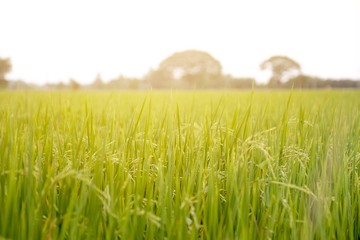The rice grain  is near the harvest.