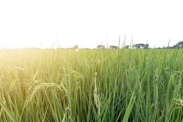 The rice grain  is near the harvest.