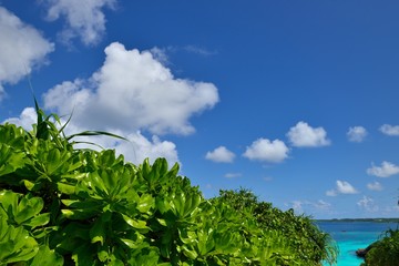 Fototapeta na wymiar 沖縄　宮古島　クサトベラと砂山ビーチの海