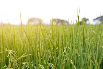 The rice grain  is near the harvest.