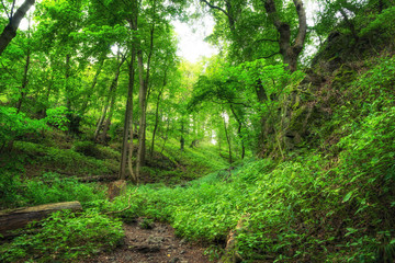Grüne frische Wälder im Harz