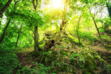 Sonne leuchtet im grünen Wald Oase