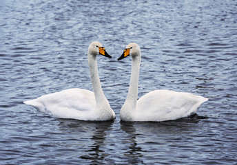 married couple of adult swans on the lake