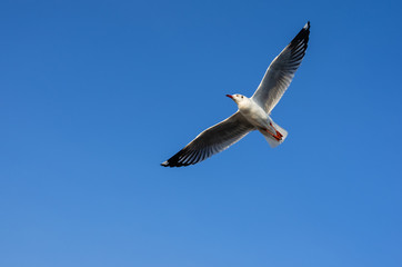 seagull bird flying in blue sky at sea on winter in Bang pu Thailand.