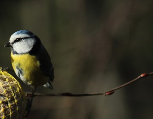 Fototapeta premium leger comme une brindille