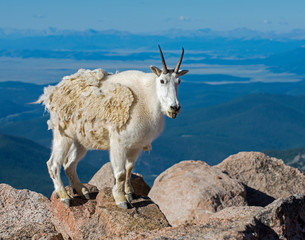 Mountain Goat in the Rockies