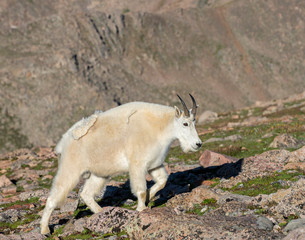 Naklejka na ściany i meble Mountain Goat in the Rockies