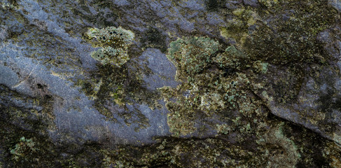 Texture of wet stone covered with moss. Background image of macro photography texture stone