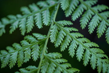 Bright green ferns 