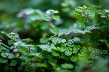 Fototapeta na wymiar Background of small green leaves