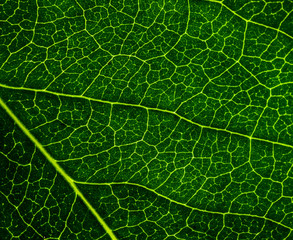 Background image of a leaf of a tree close up. A green leaf of a tree is a big magnification. Macro shooting.