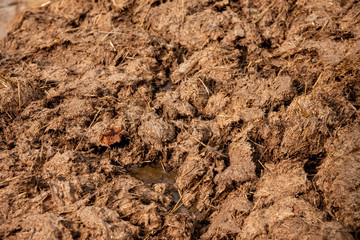 natural cows manure used to fertilize mountain pasture in South Tirol in late autumn