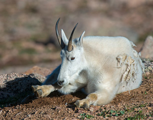 Mountain Goat in the Rocky Mountains digging in dirt to stay cool