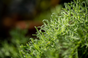 Bright green moss with a blurred background and room for text