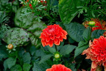 Red dwarf dahlias in the garden