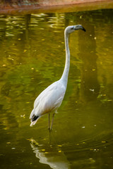 Greater Flamingo (Phoenicopterus roseus). Wild life animal.