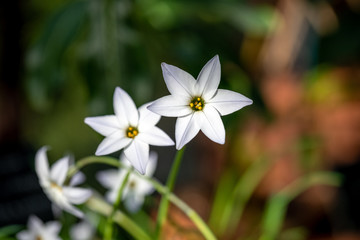 Beautiful white spring starflowers with a blurred background