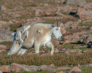 Mountain Goat in the Rocky Mountains