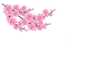 Obraz na płótnie Canvas Sakura flowers background . cherry blossom isolated white background