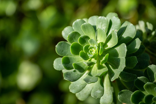 A bright green aeonium castello-paivae plant with a blurred background and room for text