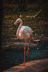 Greater Flamingo (Phoenicopterus roseus). Wild life animal.