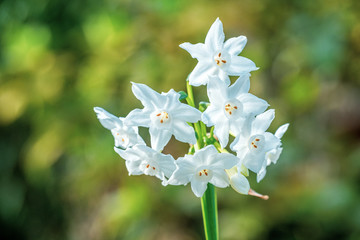 Pretty white flowers (paperwhite narcissus) with a blurred background and room for text
