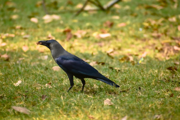 House Crow in Zoo